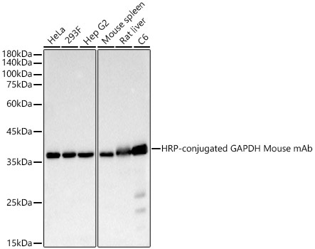 Western blot analysis of various lysates, using HRP-conjugated GAPDH Mouse mAb at 1:10000 dilution.|Lysates/proteins: 25μg per lane.|Blocking buffer: 3% nonfat dry milk in TBST.|Detection: ECL Basic Kit.|Exposure time: 10s.