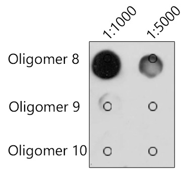 The m6A mouse monoclonal antibody are tested in Dot Blot against N6-methyladenosine (m6A) and unmodified adenosine (100ng for each oligomer).|Oligomer 8 - N6-methyladenosine|Oligomer 9 - unmodified adenosine|Oligomer 10 - unmodified adenosine