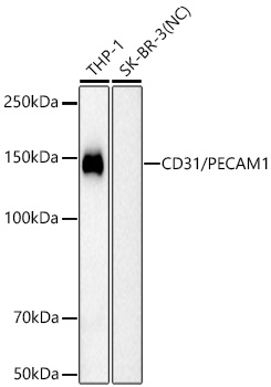 Western blot analysis of various lysates using CD31/PECAM1 Mouse mAb at 1:1000 dilution incubated overnight at 4℃.|Secondary antibody: HRP-conjugated Goat anti-Mouse IgG (H+L) at 1:10000 dilution.|Lysates/proteins: 25 μg per lane.|Blocking buffer: 3% nonfat dry milk in TBST.|Detection: ECL Basic Kit.|Negative control (NC): SK-BR-3|Exposure time: 90s.