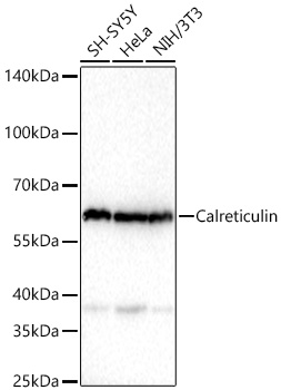 Western blot analysis of various lysates using [KO Validated] Calreticulin Mouse mAb at 1:5000 dilution incubated overnight at 4℃.|Secondary antibody: HRP-conjugated Goat anti-Mouse IgG (H+L) at 1:10000 dilution.|Lysates/proteins: 25 μg per lane.|Blocking buffer: 3% nonfat dry milk in TBST.|Detection: ECL Basic Kit.|Exposure time: 60s.