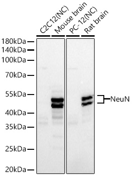 Western blot analysis of various lysates using NeuN Mouse mAb at 1:5000 dilution incubated at room temperature for 1.5 hours.|Secondary antibody: HRP-conjugated Goat anti-Mouse IgG (H+L) at 1:10000 dilution.|Lysates/proteins: 25 μg per lane.|Blocking buffer: 3% nonfat dry milk in TBST.|Detection: ECL Basic Kit.|Negative control (NC): C2C12,PC-12|Exposure time: 60s.