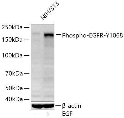 Western blot analysis of lysates from NIH/3T3 cells using Phospho-EGFR-Y1068 Rabbit mAb at 1:1000 dilution incubated overnight at 4℃. NIH/3T3 cells were treated with EGF (100 ng/mL) at 37℃ for 30 minutes after serum-starvation overnight.|Secondary antibody: HRP-conjugated Goat anti-Rabbit IgG (H+L) at 1:10000 dilution.|Lysates/proteins: 30 μg per lane.| Blocking buffer: 3% nonfat dry milk in TBST.| Detection: ECL Basic Kit.| Exposure time: 60s.