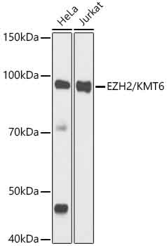 Western blot analysis of various lysates using EZH2/KMT6 Rabbit mAb at 1:1000 dilution.|Secondary antibody: HRP-conjugated Goat anti-Rabbit IgG (H+L) at 1:10000 dilution.|Lysates/proteins: 25μg per lane.|Blocking buffer: 3% nonfat dry milk in TBST.|Detection: ECL Basic Kit.|Exposure time: 3min.