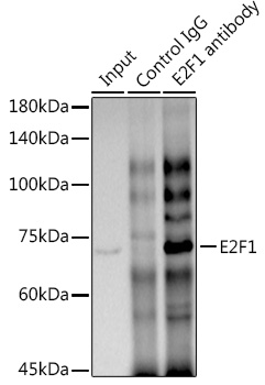 Immunoprecipitation analysis of 300 μg extracts of HT-29 cells using 3 μg E2F1 antibody. Western blot was performed from the immunoprecipitate using E2F1 antibody at a dilution of 1:1000.