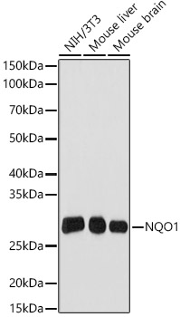 Western blot analysis of various lysates, using NQO1 Rabbit mAb at 1:1000 dilution.|Secondary antibody: HRP-conjugated Goat anti-Rabbit IgG (H+L) at 1:10000 dilution.|Lysates/proteins: 25μg per lane.|Blocking buffer: 3% nonfat dry milk in TBST.|Detection: ECL Basic Kit.|Exposure time: 90s.