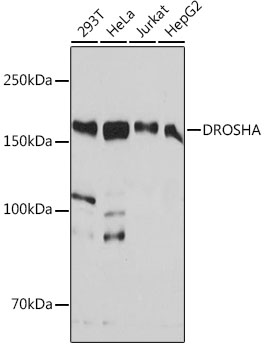 Western blot analysis of various lysates using DROSHA Rabbit mAb at 1:1000 dilution.|Secondary antibody: HRP-conjugated Goat anti-Rabbit IgG (H+L) at 1:10000 dilution.|Lysates/proteins: 25μg per lane.|Blocking buffer: 3% nonfat dry milk in TBST.|Detection: ECL Basic Kit.|Exposure time: 60s.