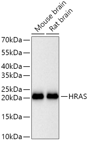Western blot analysis of various lysates using HRAS Rabbit mAb at 1:1000 dilution incubated overnight at 4℃.|Secondary antibody: HRP-conjugated Goat anti-Rabbit IgG (H+L) at 1:10000 dilution.|Lysates/proteins: 25 μg per lane.|Blocking buffer: 3% nonfat dry milk in TBST.|Detection: ECL Basic Kit.|Exposure time: 10s.