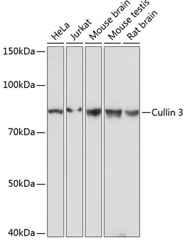 Western blot analysis of various lysates using Cullin 3 Rabbit mAb at 1:1000 dilution.|Secondary antibody: HRP-conjugated Goat anti-Rabbit IgG (H+L) at 1:10000 dilution.|Lysates/proteins: 25μg per lane.|Blocking buffer: 3% nonfat dry milk in TBST.|Detection: ECL Basic Kit.|Exposure time: 1s.