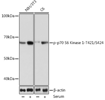 Western blot analysis of various lysates using Phospho-p70 S6 Kinase 1-T421/S424 Rabbit mAb at 1:1000 dilution. NIH/3T3 and C6 cells were treated with 10% FBS at 37℃ for 30 minutes after serum-starvation overnight|Secondary antibody: HRP-conjugated Goat anti-Rabbit IgG (H+L) at 1:10000 dilution.|Lysates/proteins: 25μg per lane.|Blocking buffer: 3% nonfat dry milk in TBST.|Detection: ECL Basic Kit.|Exposure time: 60S.