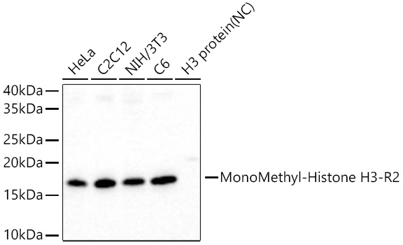 Western blot analysis of various lysates using MonoMethyl-Histone H3-R2 Rabbit mAb at 1:1000 dilution incubated at room temperature for 1.5 hours.|Secondary antibody: HRP-conjugated Goat anti-Rabbit IgG (H+L) at 1:10000 dilution.|Lysates/proteins: 25 μg per lane.|Blocking buffer: 3% nonfat dry milk in TBST.|Detection: ECL Basic Kit.|Negative control (NC): H3 protein.|Exposure time: 60 s.