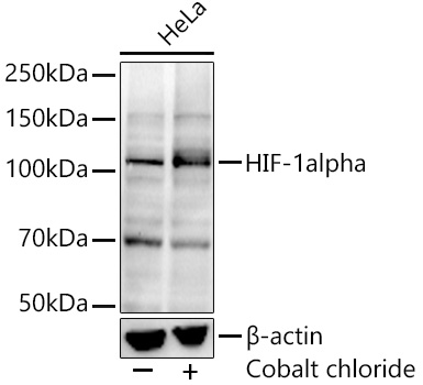 Western blot analysis of lysates from HeLa cells, using HIF-1alpha Rabbit mAb at 1:1000 dilution. HeLa cells were treated with Cobalt chloride (0. 1 mM) at 37℃ for 4 hours.|Secondary antibody: HRP-conjugated Goat anti-Rabbit IgG (H+L) at 1:10000 dilution.|Lysates/proteins: 25μg per lane.|Blocking buffer: 3% nonfat dry milk in TBST.|Detection: ECL Basic Kit.|Exposure time: 180s.
