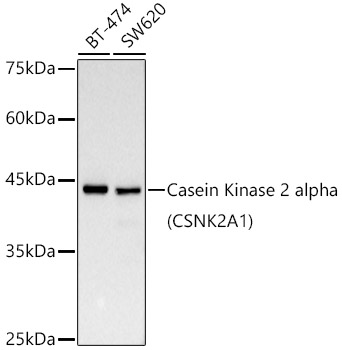 Western blot analysis of various lysates, using [KD Validated] Casein Kinase 2 alpha (CSNK2A1) Rabbit mAb at  1:1000 dilution.|Secondary antibody: HRP-conjugated Goat anti-Rabbit IgG (H+L) at 1:10000 dilution.|Lysates/proteins: 25μg per lane.|Blocking buffer: 3% nonfat dry milk in TBST.|Detection: ECL Basic Kit.|Exposure time: 30s.
