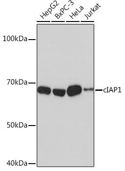 Western blot analysis of various lysates using [KO Validated] cIAP1 Rabbit mAb at 1:1000 dilution.|Secondary antibody: HRP-conjugated Goat anti-Rabbit IgG (H+L) at 1:10000 dilution.|Lysates/proteins: 25μg per lane.|Blocking buffer: 3% nonfat dry milk in TBST.|Detection: ECL Basic Kit.|Exposure time: 3min.