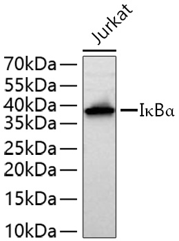 Western blot analysis of lysates from Jurkat cells using IκBα Rabbit mAb at 1:4000 dilution incubated overnight at 4℃.|Secondary antibody: HRP-conjugated Goat anti-Rabbit IgG (H+L) at 1:10000 dilution.|Lysates/proteins: 25 μg per lane.|Blocking buffer: 3% nonfat dry milk in TBST.|Detection: ECL Basic Kit.|Exposure time: 20 s.