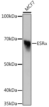 Western blot analysis of lysates from MCF7 cells, using ESRα Rabbit mAb at 1:1000 dilution.|Secondary antibody: HRP-conjugated Goat anti-Rabbit IgG (H+L) at 1:10000 dilution.|Lysates/proteins: 25μg per lane.|Blocking buffer: 3% nonfat dry milk in TBST.|Detection: ECL Enhanced Kit.|Exposure time: 60s.
