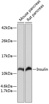 Western blot analysis of various lysates using Insulin Rabbit mAb at 1:1000 dilution incubated overnight at 4℃.|Secondary antibody: HRP-conjugated Goat anti-Rabbit IgG (H+L) at 1:10000 dilution.|Lysates/proteins: 25μg per lane.|Blocking buffer: 3% nonfat dry milk in TBST.|Detection: ECL Basic Kit.|Exposure time: 3min.