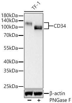 Western blot analysis of lysates from TF-1 cells using CD34 Rabbit mAb at 1:1000 dilution incubated overnight at 4℃. TF-1 cells were treated with PNGase F (6 U/μL) at 37°C for 1.5 hours.|Secondary antibody: HRP-conjugated Goat anti-Rabbit IgG (H+L) at 1:10000 dilution.|Lysates/proteins: 25 μg per lane.| Blocking buffer: 3% nonfat dry milk in TBST.| Detection: ECL Basic Kit.| Exposure time: 90 s.
