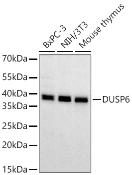Western blot analysis of various lysates using DUSP6 Rabbit mAb at 1:1000 dilution incubated at room temperature for 1.5 hours.|Secondary antibody: HRP-conjugated Goat anti-Rabbit IgG (H+L) at 1:10000 dilution.|Lysates/proteins: 25 μg per lane.|Blocking buffer: 3% nonfat dry milk in TBST.|Detection: ECL Basic Kit.|Exposure time: 45s.