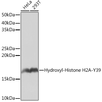 Western blot analysis of various lysates using Hydroxyl-Histone H2A-Y39 Rabbit mAb at 1:1000 dilution.|Secondary antibody: HRP-conjugated Goat anti-Rabbit IgG (H+L) at 1:10000 dilution.|Lysates/proteins: 25μg  per lane.|Blocking buffer: 3% nonfat dry milk in TBST.|Detection: ECL Basic Kit.|Exposure time: 1s.