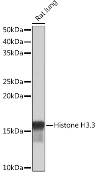 Western blot analysis of lysates from Rat lung, using Histone H3.3 Rabbit mAb at 1:1000 dilution.|Secondary antibody: HRP-conjugated Goat anti-Rabbit IgG (H+L) at 1:10000 dilution.|Lysates/proteins: 25μg per lane.|Blocking buffer: 3% nonfat dry milk in TBST.|Detection: ECL Basic Kit.|Exposure time: 1s.