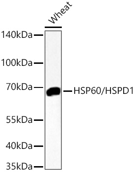 Western blot analysis of lysates from Wheat using HSP60/HSPD1 Rabbit mAb at 1:10000 dilution incubated overnight at 4℃.|Secondary antibody: HRP-conjugated Goat anti-Rabbit IgG (H+L) at 1:10000 dilution.|Lysates/proteins: 25 μg per lane.|Blocking buffer: 3% nonfat dry milk in TBST.|Detection: ECL Basic Kit.|Exposure time: 90s.