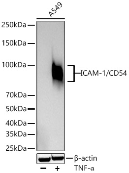 Western blot analysis of lysates from A549 cells using ICAM-1/CD54 Rabbit mAb at 1:1000 dilution incubated overnight at 4℃. A549 cells were treated with TNF-α (20 ng/mL) at 37℃ for 30 minutes.|Secondary antibody: HRP-conjugated Goat anti-Rabbit IgG (H+L) at 1:10000 dilution.|Lysates/proteins: 25 μg per lane.| Blocking buffer: 3% nonfat dry milk in TBST.| Detection: ECL Basic Kit.| Exposure time: 45s.