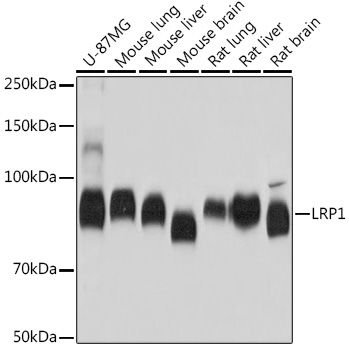 Western blot analysis of various lysates using LRP1 Rabbit mAb at 1:5000 dilution.|Secondary antibody: HRP-conjugated Goat anti-Rabbit IgG (H+L) at 1:10000 dilution.|Lysates/proteins: 25μg per lane.|Blocking buffer: 3% nonfat dry milk in TBST.|Detection: ECL Basic Kit.|Exposure time: 5s.