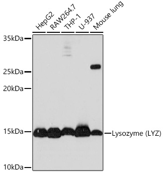 Western blot analysis of various lysates using Lysozyme (LYZ) Rabbit mAb at 1:1000 dilution.|Secondary antibody: HRP-conjugated Goat anti-Rabbit IgG (H+L) at 1:10000 dilution.|Lysates/proteins: 25μg per lane.|Blocking buffer: 3% nonfat dry milk in TBST.|Detection: ECL Basic Kit.|Exposure time: 10s.