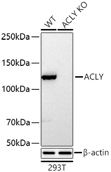 Western blot analysis of lysates from wild type (WT) and ACLY knockout (KO) 293T cells using [KO Validated] ACLY Rabbit mAb at 1:10000 dilution incubated overnight at 4℃.|Secondary antibody: HRP-conjugated Goat anti-Rabbit IgG (H+L) at 1:10000 dilution.|Lysates/proteins: 25 μg per lane.|Blocking buffer: 3% nonfat dry milk in TBST.|Detection: ECL Basic Kit.|Exposure time: 20 s.