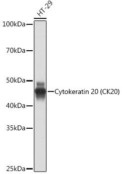 Western blot analysis of lysates from HT-29 cells, using Cytokeratin 20 (CK20) Rabbit mAb at 1:1000 dilution.|Secondary antibody: HRP-conjugated Goat anti-Rabbit IgG (H+L) at 1:10000 dilution.|Lysates/proteins: 25μg per lane.|Blocking buffer: 3% nonfat dry milk in TBST.|Detection: ECL Basic Kit.|Exposure time: 1s.