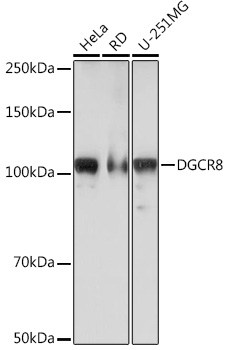 Western blot analysis of various lysates using DGCR8 Rabbit mAb at 1:1000 dilution.|Secondary antibody: HRP-conjugated Goat anti-Rabbit IgG (H+L) at 1:10000 dilution.|Lysates/proteins: 25μg per lane.|Blocking buffer: 3% nonfat dry milk in TBST.|Detection: ECL Basic Kit.|Exposure time: 90s.