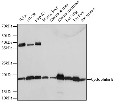 Western blot analysis of various lysates using Cyclophilin B Rabbit mAb at 1:1000 dilution.|Secondary antibody: HRP-conjugated Goat anti-Rabbit IgG (H+L) at 1:10000 dilution.|Lysates/proteins: 25μg per lane.|Blocking buffer: 3% nonfat dry milk in TBST.|Detection: ECL Basic Kit.|Exposure time: 1s.