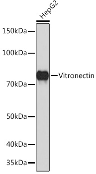 Western blot analysis of lysates from HepG2 cells, using Vitronectin Rabbit mAb at 1:1000 dilution.|Secondary antibody: HRP-conjugated Goat anti-Rabbit IgG (H+L) at 1:10000 dilution.|Lysates/proteins: 25μg per lane.|Blocking buffer: 3% nonfat dry milk in TBST.|Detection: ECL Basic Kit.|Exposure time: 3min.