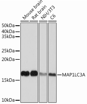 Western blot analysis of various lysates using MAP1LC3A Rabbit mAb at 1：1000 dilution.|Secondary antibody: HRP-conjugated Goat anti-Rabbit IgG (H+L) at 1:10000 dilution.|Lysates/proteins: 25μg per lane.|Blocking buffer: 3% nonfat dry milk in TBST.|Detection: ECL Basic Kit.|Exposure time: 1s.