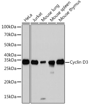 Western blot analysis of various lysates using Cyclin D3 Rabbit mAb at 1:1000 dilution.|Secondary antibody: HRP-conjugated Goat anti-Rabbit IgG (H+L) at 1:10000 dilution.|Lysates/proteins: 25μg per lane.|Blocking buffer: 3% nonfat dry milk in TBST.|Detection: ECL Basic Kit.|Exposure time: 3s.