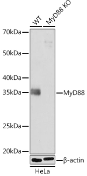 Western blot analysis of lysates from wild type (WT) and MyD88 knockout (KO) HeLa cells, using [KO Validated] MyD88 Rabbit mAb at 1:1000 dilution.|Secondary antibody: HRP-conjugated Goat anti-Rabbit IgG (H+L) at 1:10000 dilution.|Lysates/proteins: 25μg per lane.|Blocking buffer: 3% nonfat dry milk in TBST.|Detection: ECL Basic Kit.|Exposure time: 3min.