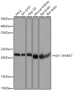 Western blot analysis of various lysates using DJ-1/PARK7 Rabbit mAb at 1:1000 dilution.|Secondary antibody: HRP-conjugated Goat anti-Rabbit IgG (H+L) at 1:10000 dilution.|Lysates/proteins: 25μg per lane.|Blocking buffer: 3% nonfat dry milk in TBST.|Detection: ECL Basic Kit.|Exposure time: 1s.