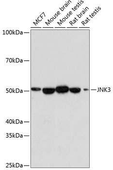 Western blot analysis of various lysates,using JNK3 Rabbit mAb at 1:1000 dilution.|Secondary antibody: HRP-conjugated Goat anti-Rabbit IgG (H+L) at 1:10000 dilution.|Lysates/proteins: 25 μg per lane.|Blocking buffer: 3% nonfat dry milk in TBST.|Detection: ECL Enhanced Kit.|Exposure time: 180 s.