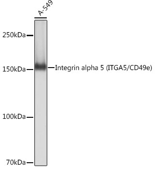 Western blot analysis of lysates from A-549 cells, using Integrin alpha 5 (ITGA5/CD49e) Rabbit mAb at 1:1000 dilution.|Secondary antibody: HRP-conjugated Goat anti-Rabbit IgG (H+L) at 1:10000 dilution.|Lysates/proteins: 25μg per lane.|Blocking buffer: 3% nonfat dry milk in TBST.|Detection: ECL Basic Kit.|Exposure time: 1s.