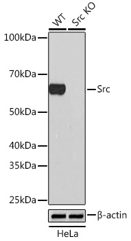 Western blot analysis of lysates from wild type (WT) and Src knockout (KO) HeLa cells, using [KO Validated] Src Rabbit mAb at 1:1000 dilution.|Secondary antibody: HRP-conjugated Goat anti-Rabbit IgG (H+L) at 1:10000 dilution.|Lysates/proteins: 25μg per lane.|Blocking buffer: 3% nonfat dry milk in TBST.|Detection: ECL Basic Kit.|Exposure time: 1min.