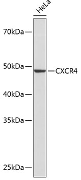 Western blot analysis of lysates from HeLa cells, using CXCR4 Rabbit mAb at 1:1000 dilution.|Secondary antibody: HRP-conjugated Goat anti-Rabbit IgG (H+L) at 1:10000 dilution.|Lysates/proteins: 25μg per lane.|Blocking buffer: 3% nonfat dry milk in TBST.|Detection: ECL Basic Kit.|Exposure time: 3min.