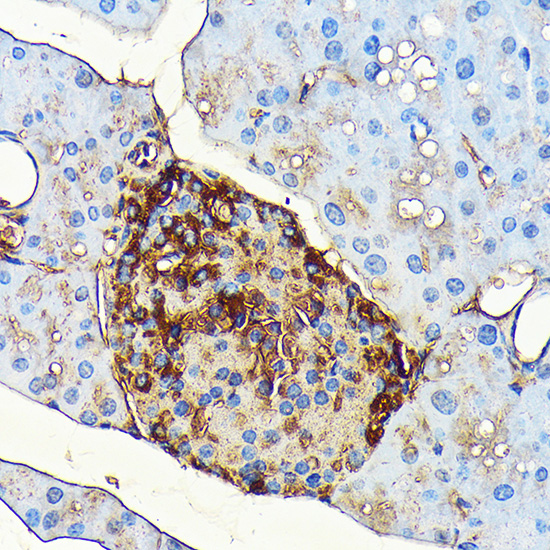 Immunohistochemistry analysis of paraffin-embedded Rat pancreatic islet using Glucagon Rabbit mAb at dilution of 1:100 (40x lens). Microwave antigen retrieval performed with 0.01M PBS Buffer (pH 7.2) prior to IHC staining.
