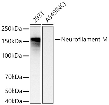 Western blot analysis of various lysates using Neurofilament M Rabbit mAb at 1:1000 dilution incubated at room temperature for 1.5 hours.|Secondary antibody: HRP-conjugated Goat anti-Rabbit IgG (H+L) at 1:10000 dilution.|Lysates/proteins: 25 μg per lane.|Blocking buffer: 3% nonfat dry milk in TBST.|Detection: ECL Basic Kit.|Negative control (NC): A549.|Exposure time: 1 s.