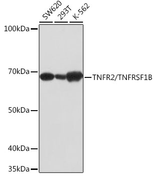 Western blot analysis of various lysates using TNFR2/TNFRSF1B Rabbit mAb at 1:1000 dilution.|Secondary antibody: HRP-conjugated Goat anti-Rabbit IgG (H+L) at 1:10000 dilution.|Lysates/proteins: 25μg per lane.|Blocking buffer: 3% nonfat dry milk in TBST.|Detection: ECL Basic Kit.|Exposure time: 10s.