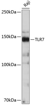 Western blot analysis of lysates from Raji cells, using TLR7 Rabbit mAb at 1:500 dilution.|Secondary antibody: HRP-conjugated Goat anti-Rabbit IgG (H+L) at 1:10000 dilution.|Lysates/proteins: 25μg per lane.|Blocking buffer: 3% nonfat dry milk in TBST.|Detection: ECL Basic Kit.|Exposure time: 3min.