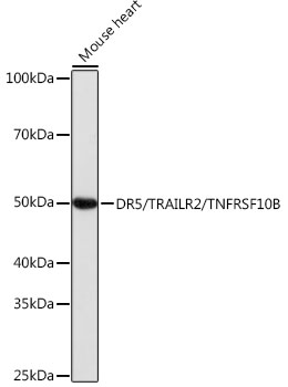Western blot analysis of lysates from Mouse heart, using DR5/TRAILR2/TNFRSF10B Rabbit mAb at 1:1000 dilution.|Secondary antibody: HRP-conjugated Goat anti-Rabbit IgG (H+L) at 1:10000 dilution.|Lysates/proteins: 25μg per lane.|Blocking buffer: 3% nonfat dry milk in TBST.|Detection: ECL Basic Kit.|Exposure time: 1s.