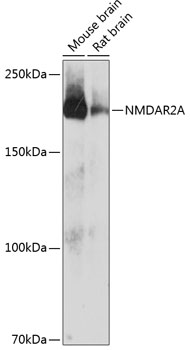 Western blot analysis of various lysates using NMDAR2A Rabbit mAb at 1:1000 dilution.|Secondary antibody: HRP-conjugated Goat anti-Rabbit IgG (H+L) at 1:10000 dilution.|Lysates/proteins: 25μg per lane.|Blocking buffer: 3% nonfat dry milk in TBST.|Detection: ECL Enhanced Kit.|Exposure time: 3min.