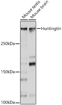 Western blot analysis of various lysates using [KO Validated] Huntingtin Rabbit mAb at 1:1000 dilution.|Secondary antibody: HRP-conjugated Goat anti-Rabbit IgG (H+L) at 1:10000 dilution.|Lysates/proteins: 25μg per lane.|Blocking buffer: 3% nonfat dry milk in TBST.|Detection: ECL Basic Kit.|Exposure time: 10s.
