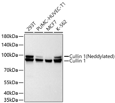 Western blot analysis of various lysates using Cullin 1 Rabbit mAb at 1:1000 dilution.|Secondary antibody: HRP-conjugated Goat anti-Rabbit IgG (H+L) at 1:10000 dilution.|Lysates/proteins: 25μg per lane.|Blocking buffer: 3% nonfat dry milk in TBST.|Detection: ECL Basic Kit.|Exposure time: 60s.