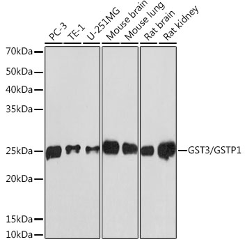 Western blot analysis of various lysates using GST3/GSTP1 Rabbit mAb at 1:1000 dilution.|Secondary antibody: HRP-conjugated Goat anti-Rabbit IgG (H+L) at 1:10000 dilution.|Lysates/proteins: 25μg per lane.|Blocking buffer: 3% nonfat dry milk in TBST.|Detection: ECL Basic Kit.|Exposure time: 3min.